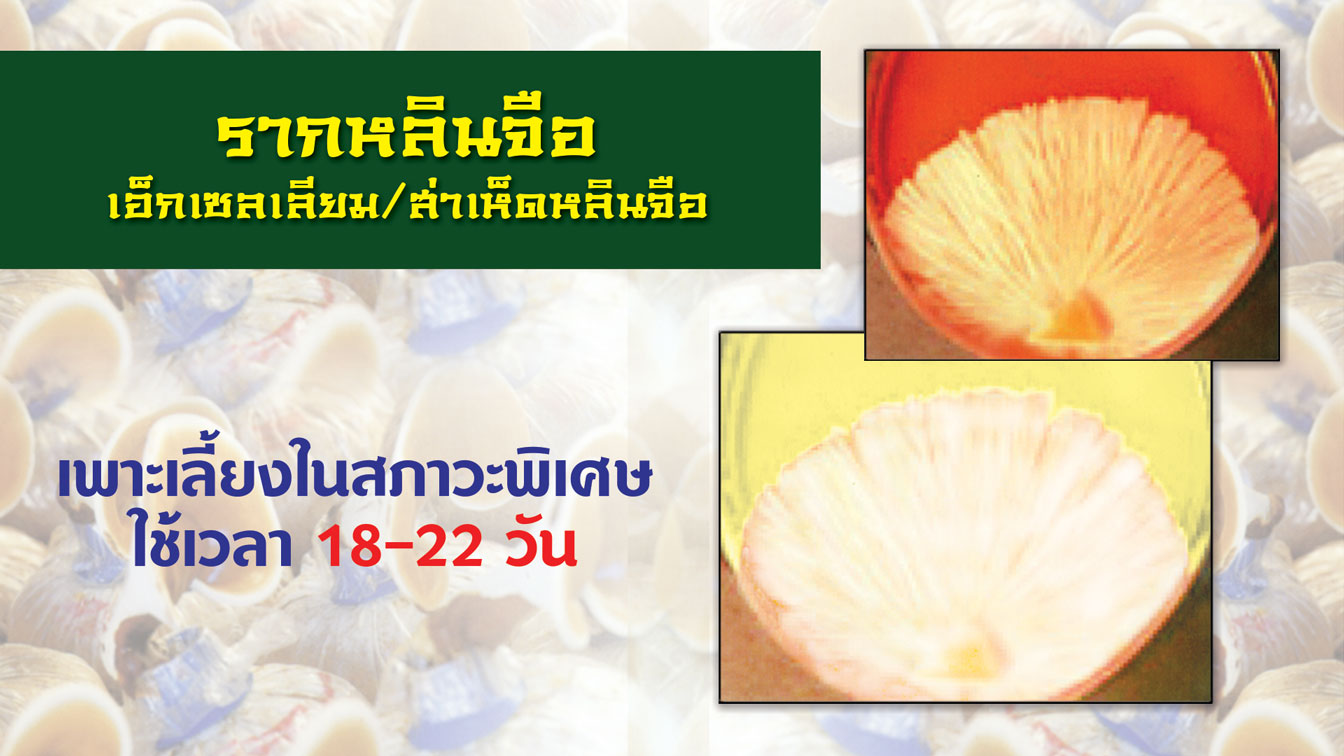 รากหลินจือ เอ็กเซลเลียม/ส่าเห็ดหลินจือ